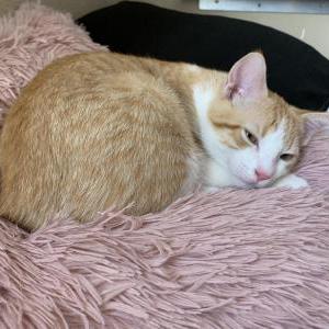 Image of Milo, Lost Cat