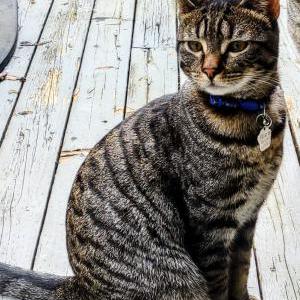 Image of Rico, Lost Cat