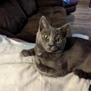 Lost Cat Delilah