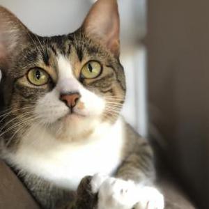 Lost Cat Roseanne/Rosie