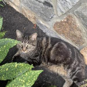 Lost Cat Rocky