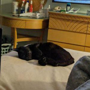 Lost Cat Jinx