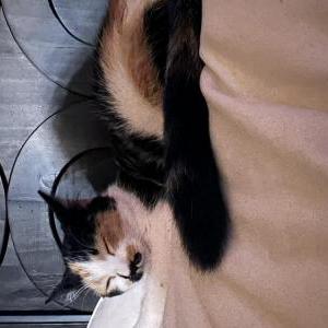 Lost Cat Maisy