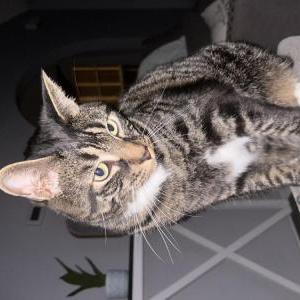 Lost Cat Koa