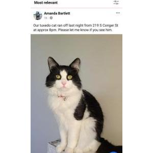 Lost Cat KitKat