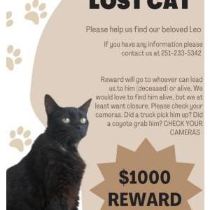 Lost Cat Leo