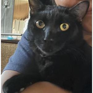 Image of Onex, Lost Cat