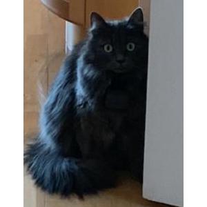 Lost Cat Jasmin