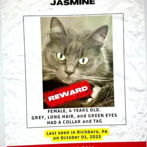 2nd Image of Jasmin, Lost Cat