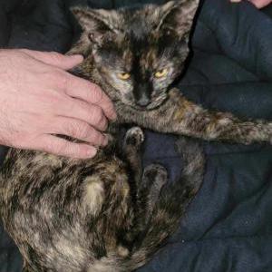 Image of Unknown, Found Cat