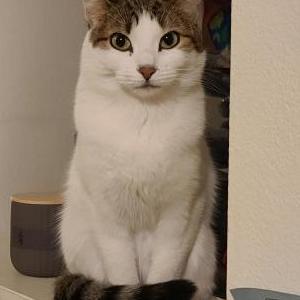 Lost Cat Demo