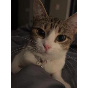 Lost Cat Tofu