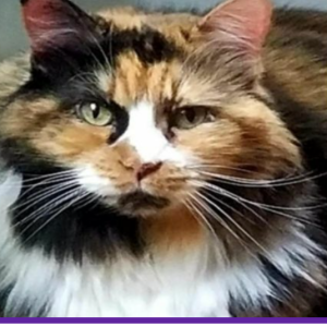 Lost Cat Gigi