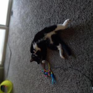 Image of Darth vader, Lost Cat
