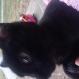 Found Cat Na