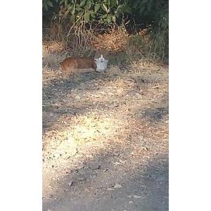 Found Cat Orange /White