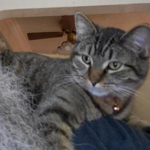 Lost Cat Peanutt
