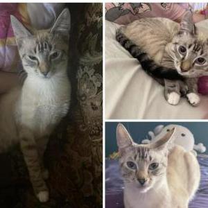 Lost Cat Nefertiti