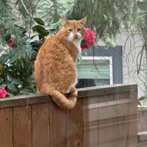 Lost Cat Milo
