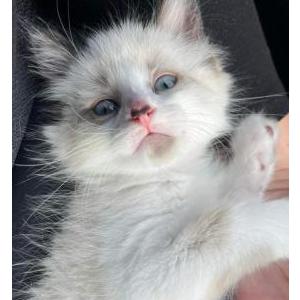 Lost Cat Snow Ball