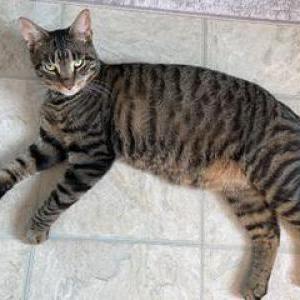 Lost Cat Pippin