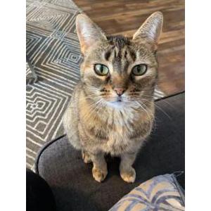 Lost Cat Hilwa