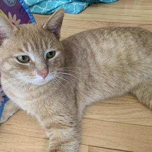 Lost Cat Gingi