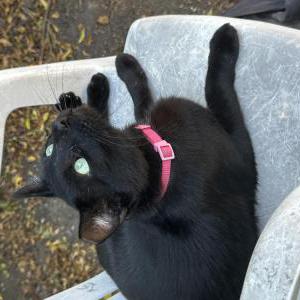 Lost Cat Onyx