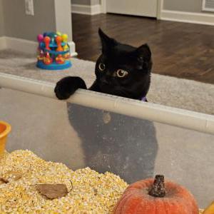 Lost Cat Willow