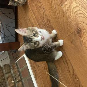 Lost Cat Blessing