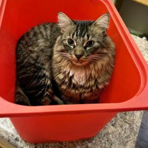 Image of Shrapnel, Lost Cat
