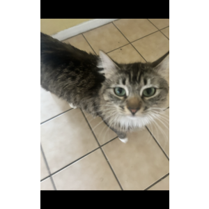 Image of Feliena, Lost Cat