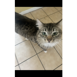 Lost Cat Feliena