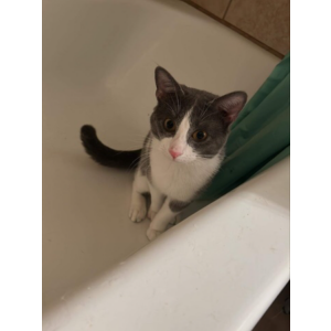 Lost Cat Little man