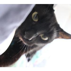 Image of Pluto, Lost Cat