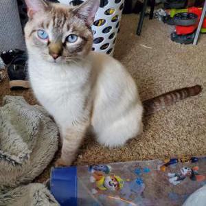 Lost Cat Fire truck
