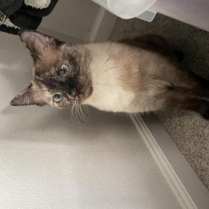Lost Cat Ivy
