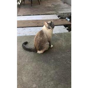 Lost Cat Willow