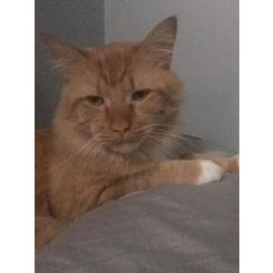 Lost Cat Mufasa