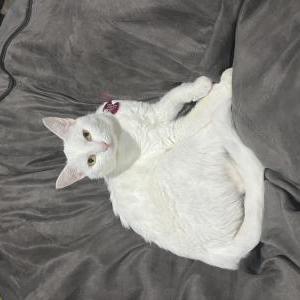 Lost Cat Coconut