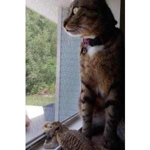 Lost Cat Tiger-Big Momma
