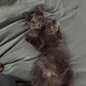 Lost Cat Hermione