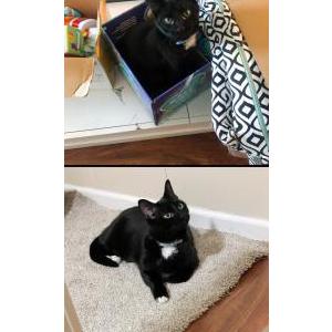 Lost Cat Norman