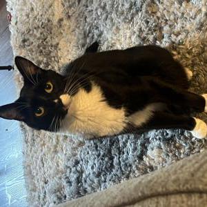Lost Cat Alvin