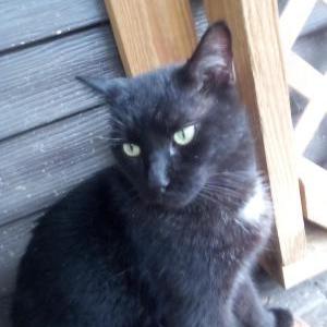 Lost Cat Little spook