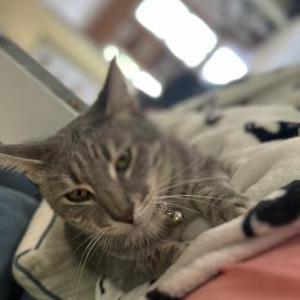 Image of Grayson, Lost Cat