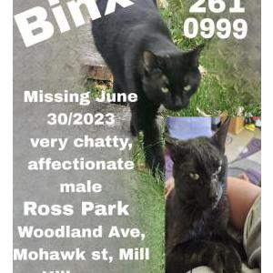 Lost Cat Binx