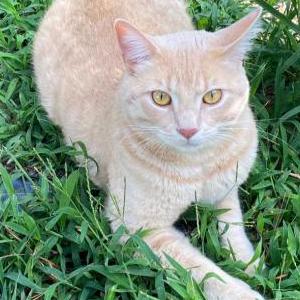 Lost Cat Sheldon