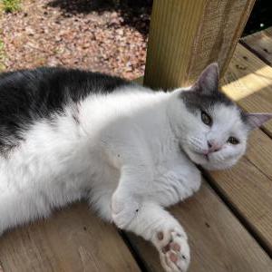 Lost Cat Dustopher