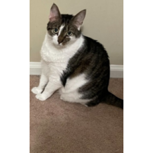 Image of Leo, Lost Cat